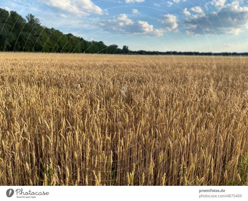 Grain field (wheat) in the evening light in Brandenburg near Berlin in July 2022. Photo: Alexander Hauk Wheat Wheatfield Agriculture Exterior shot