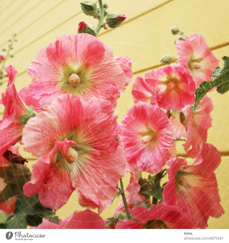 Hollyhocks in front of yellow house wall Blossom Plant Flower Summer Blossoming Pink urban city greening Growth luscious buds Leaf green