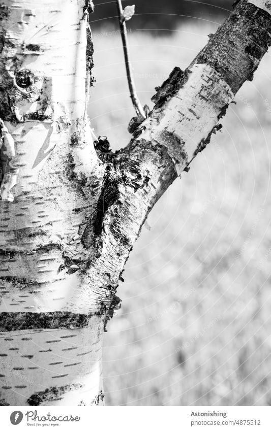 birch bark Birch tree Birch bark White Black & white photo Flake off Tree Betula betula pendula betulaceae Contrast Nature Growth wax Bright Branch Tree trunk