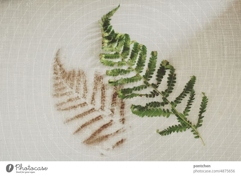 Fern and imprint on light background.natural Imprint Nature Green Bright naturally Plant Foliage plant Fern leaf Botany Detail