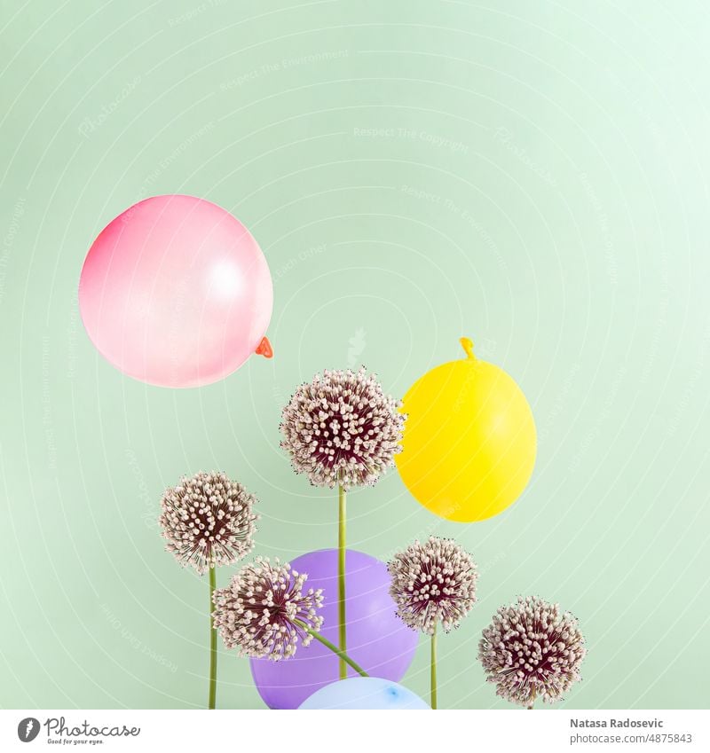 Creative composition with allium flowers and party balloons on green background Abstract Contemporary Square aesthetic summer beautiful bloom blossom botanical