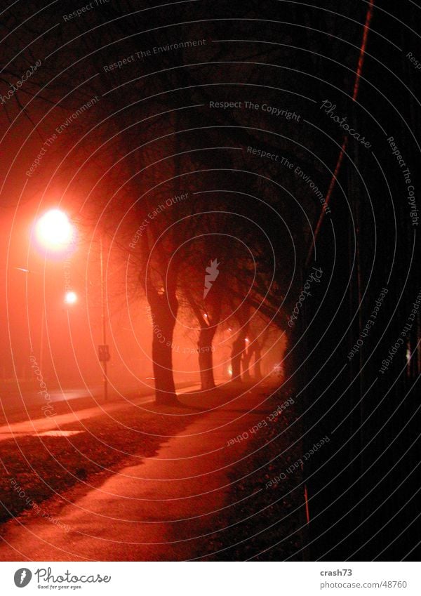 fog Night Fog Light Croatia Tree Street Evening osijek external