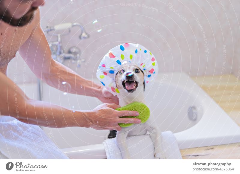 Funny dog with shower cap having fun with soap bubbles in bathroom with owner washing skin care bathing happy bloodsucker clean concept flea funny fur grooming