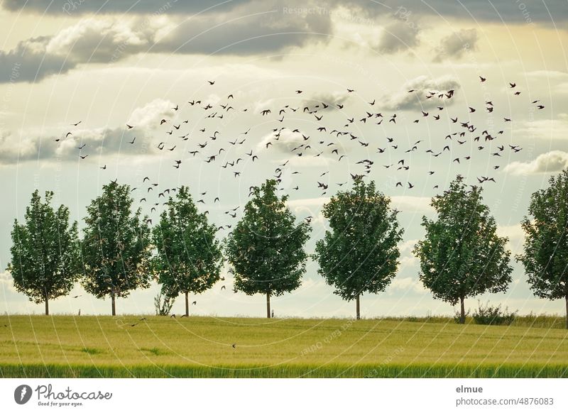 Flock of starlings and a lone swallow foraging in front of a row of green maple trees, a cornstalk and cloudy skies Starling Stare Flock of birds flock of birds