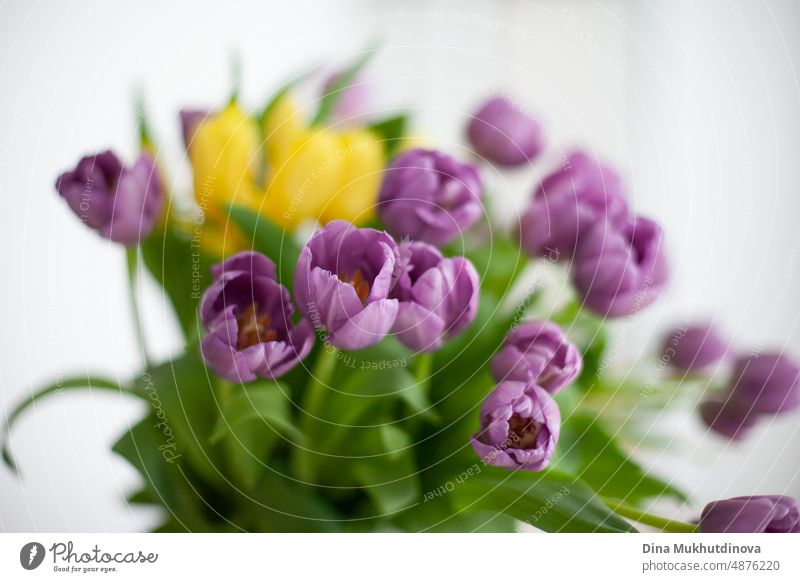 Tulips of purple and yellow color bouquet in the vase. Floral spring flowers tulip background. bloom romantic flora holiday tulips beautiful beauty natural