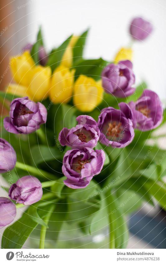 Tulips of purple and yellow color bouquet in the vase. Floral spring flowers tulip background. bloom romantic flora holiday tulips beautiful beauty natural