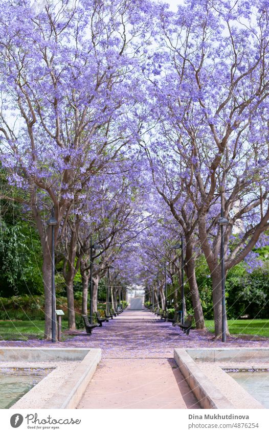 Purple violet jacaranda trees blooming in the park. Beautiful trees in full bloom. Park with jacarandas with purple blossoms. Jacaranda flora natural season