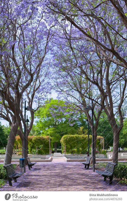 Purple violet jacaranda trees blooming in the park. Beautiful trees in full bloom. Park with jacarandas with purple blossoms. flora natural season vector fresh