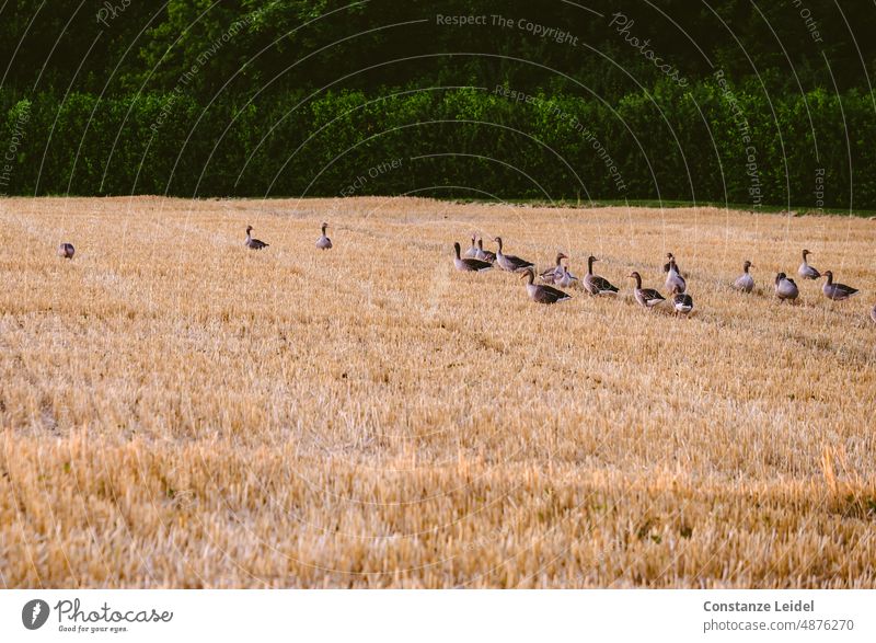 Egyptian geese in the evening on a harvested grain field at the edge of the forest. our daily bread regional cultivation regional products regionally Ecological
