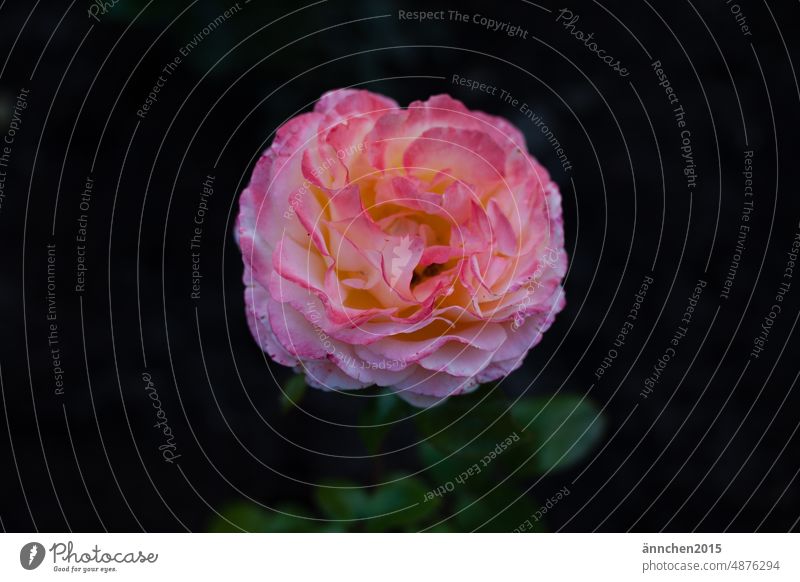 pink rose Summer dark background Plant Spring Garden Blossom Nature Flower Pink blurriness naturally Close-up Deserted Colour photo Blossoming pretty