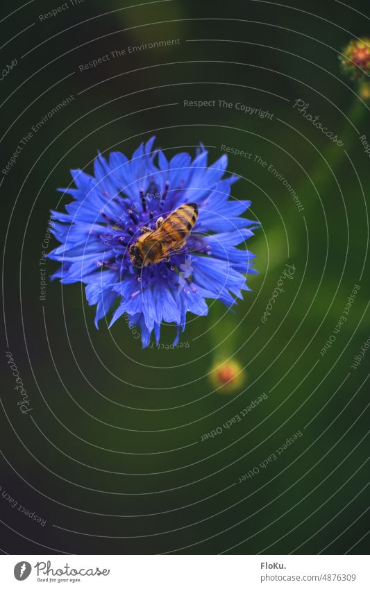 small bee sits in cornflower Bee Cornflower Nature Flower Plant Blue Exterior shot Colour photo Blossom Field Blossoming Summer Environment naturally Wild plant