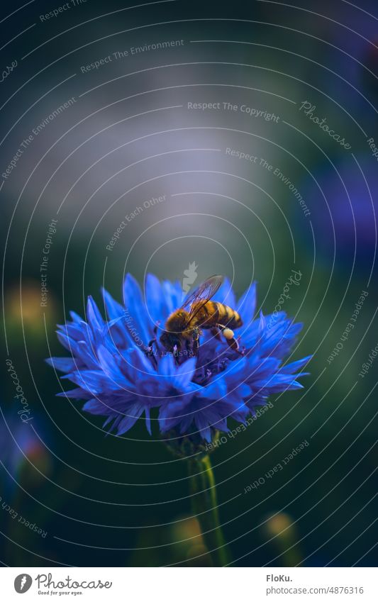 Bee looking for pollen in cornflower Cornflower Nature Flower Plant Blue Exterior shot Colour photo Blossom Field Blossoming Summer Environment naturally