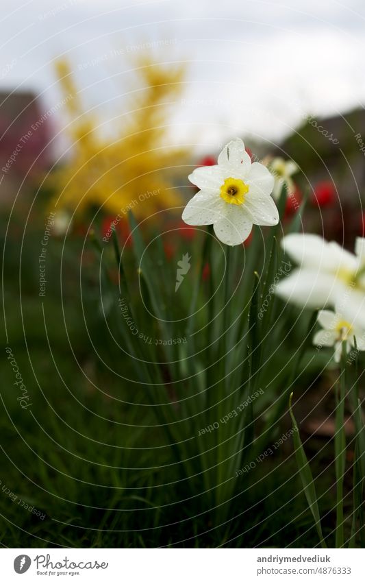 close up view of beautiful white and yellow flowers of daffodils narcissus and red tulips growing in home garden. spring plants blowing by wind green bloom