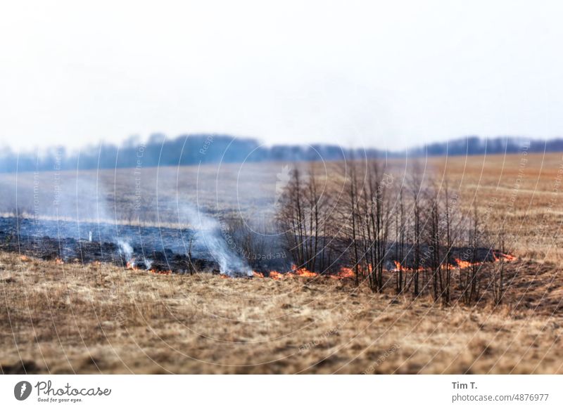 a field is burned in Ukraine Field Yellow agrarian culture Feuer feld Frühling Agricultural crop Environment Plant Agriculture Landscape