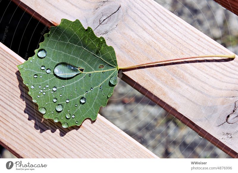 The leaf of a trembling aspen, decorated with raindrops, lies on a bench in the sun Leaf Deciduous tree foliage Poplar Trembling Poplar Bench Water Drop sparkle