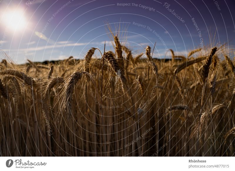 Grain field in last sunshine Ear of corn Field Agriculture Cornfield Agricultural crop Summer Nutrition Plant Nature Food Deserted Exterior shot Landscape