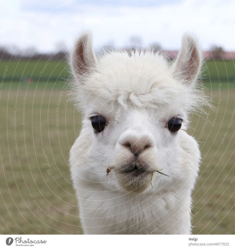Portrait of white alpaca curiously looking at camera Animal Alpaca portrait Animal portrait Close-up Head Pelt Looking Meadow out Exterior shot Colour photo
