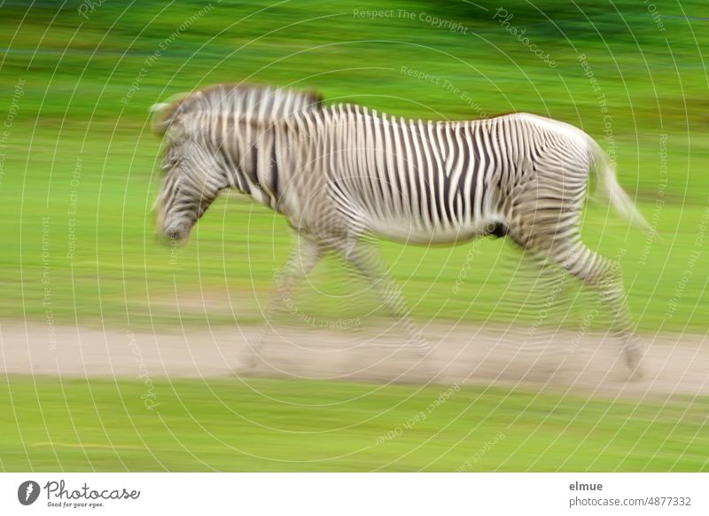 Pulling along a zebra on a green meadow / stripe pattern Zebra Drag-along Meadow Green Zebra crossing black-white Long exposure recording technology blurred