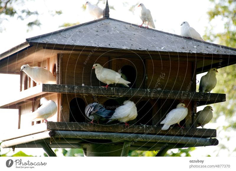Dove in a wooden birdhouse in a public park pigeon animal nature feather dovecote outdoor cage freedom no people beauty pet home peace wildlife white cute tree