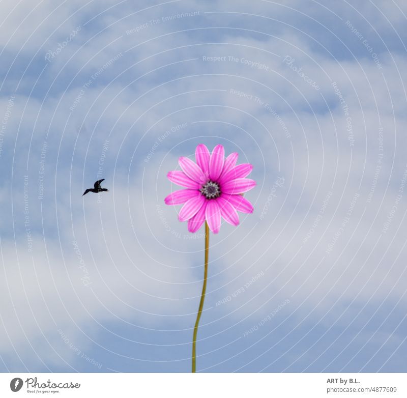 So close to heaven.... Blossom pedicel by oneself solo Bird Sky pink Longer stem long stem petals Clouds cloudy