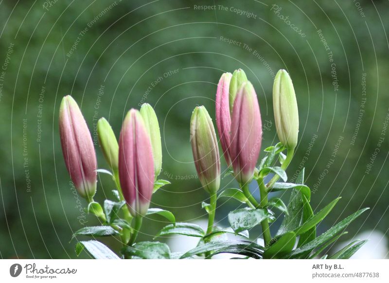 Unity in nature at the same time Strong Agreed Garden Flower blossoms Beauty & Beauty Lily purple Green buds Plant