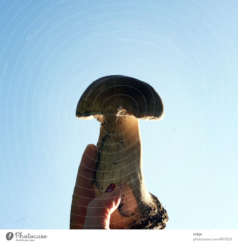 lucky devil Vegetable Nutrition Organic produce Vegetarian diet Hand Sky Cloudless sky Autumn Beautiful weather Mushroom Boletus To hold on Success Tall Natural