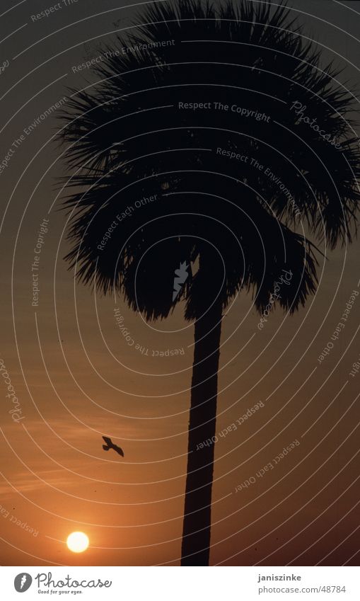 palm decline Physics Vacation & Travel Relaxation Sunset Romance Bird Eagle Americas Palm tree Silhouette Red Glow Yellow Beach Ocean Calm Future Exterior shot