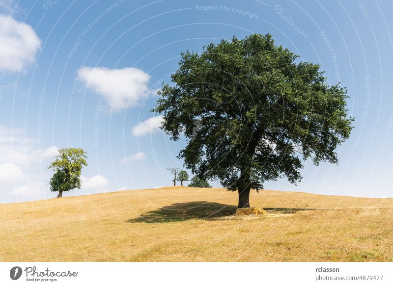 oak tree in a summer landscape background mountain nature agricultural agriculture day earth farm farming farmland field filter grass green golden hot hill