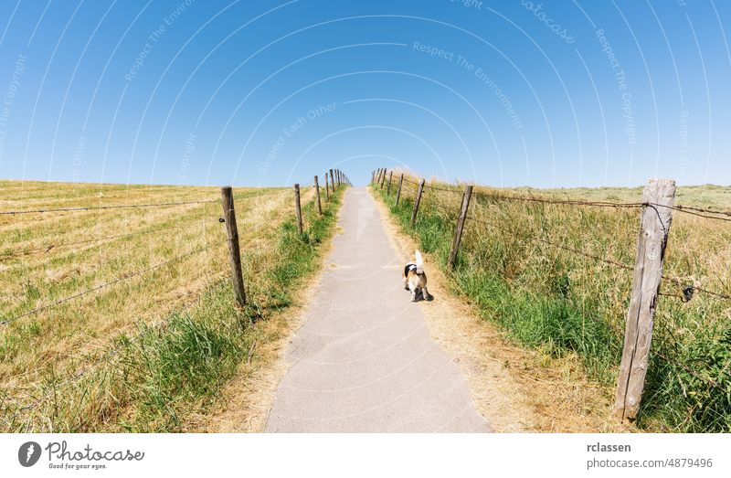 Beagle dogs walking on a path in to the blue sky pathway landscape beagle hiking trail journey background animal road asphalt sun travel street rays doggy