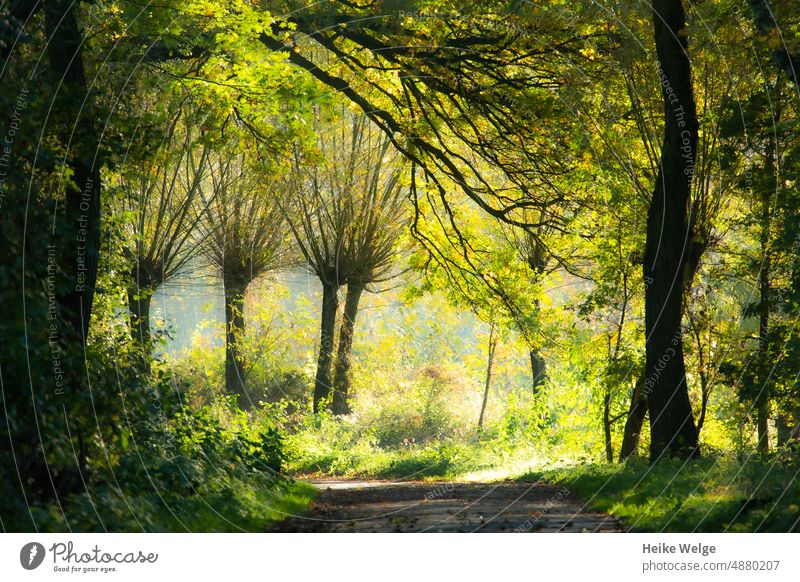 Sunlit pollarded willows along the path Tree Green Landscape Pollarded willow Nature Forest Deserted Environment Colour photo Plant Bushes Foliage plant Summer