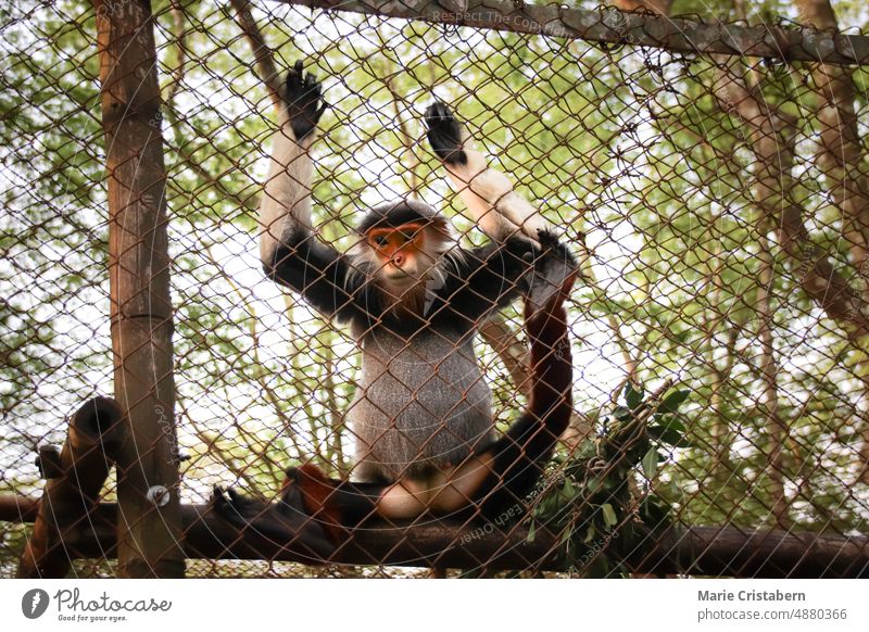 Red-shanked douc or Pygathrix nemaeus in the Endangered Primate Rescue Center in Ninh Binh, Vietnam red-shanked douc pygathrix nemaeus endangered species