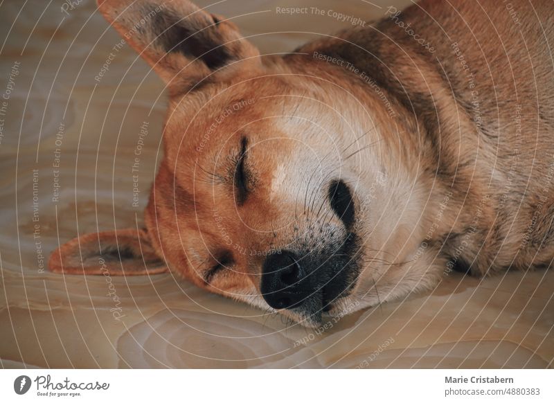 Close up of a cute Shiba Inu dog sleeping peacefully on the floor close-up shiba inu pets portrait one animal animal head fluffy charming brown mammal fur snout