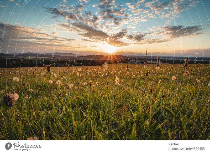Sunset in the village of Raskovice in the east of the Czech Republic. The sun is illuminating the blades of grass in a wild field for the last time raskovice