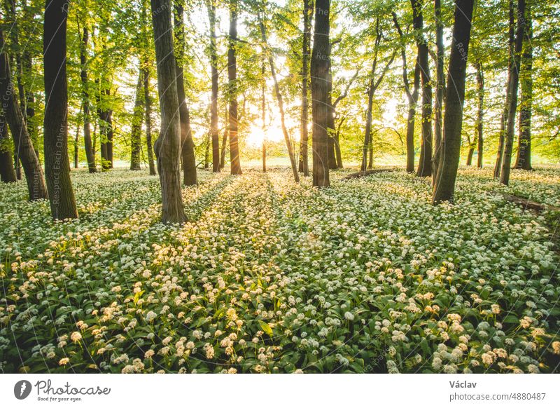 Sunset in a protected forest with beautiful white growing bear garlic. Allium ursinum under orange light. Polanska niva, Ostrava, czech republic polanska niva