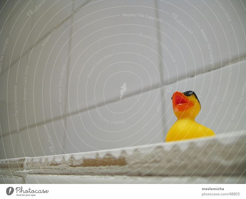 quaaac Bathroom Squeak duck Sunglasses Eyeglasses White Yellow Red Duck Cool (slang) Tile Orange Seam
