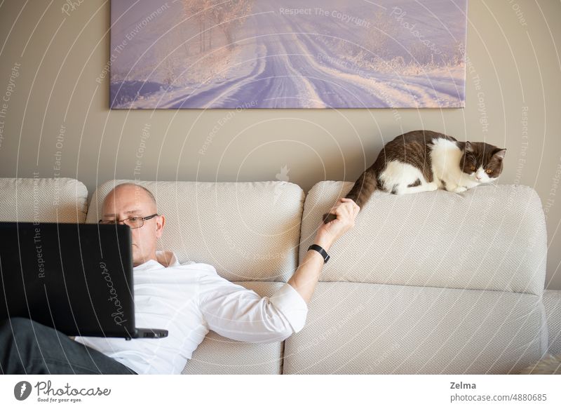 mature man using laptop and playing with cute cat on sofa at home during quarantine of coronavirus covid-19 relax adult business work computer working resting