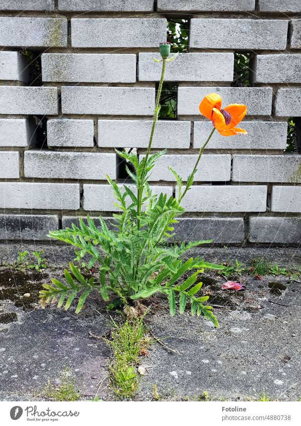Mo(h)ntag|In a courtyard in front of a brick wall, a poppy squeezes through the cracks in the flagstones. Poppy Flower Red Blossom Summer Plant Poppy blossom