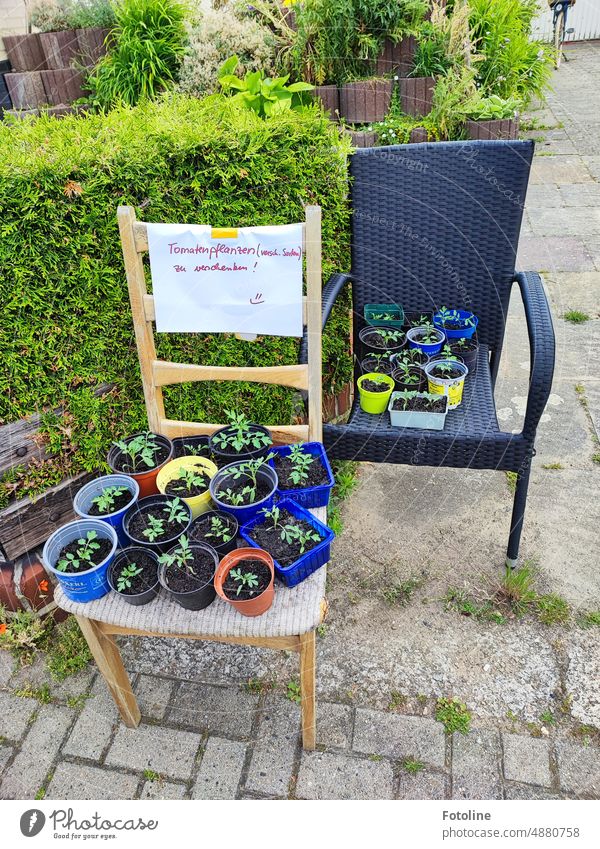 Many young tomato plants are standing on chairs by the road. "Tomato plants (versch. Varieties) to give away!" is written on the note. Pot Flowerpot Earth