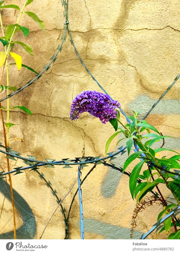Even barbed wire can not stop nature. A purple blooming summer lilac takes away the gloomy atmosphere. Barbed wire Border Wire Protection Metal Exterior shot