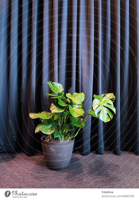 A monstera in a gray flower pot stands in front of a gray curtain on a gray carpet. deliciosa monster Green Plant Leaf Houseplant Decoration Pot plant Botany