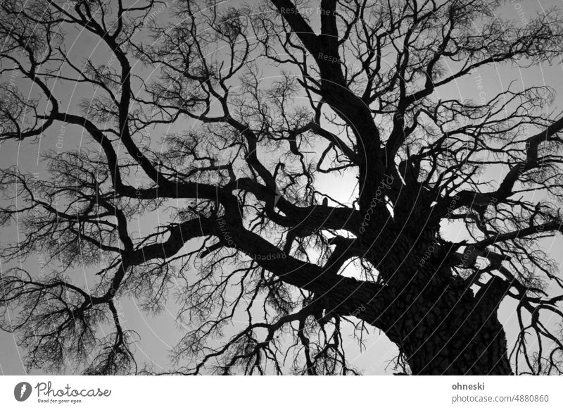 Tree crown from frog perspective Treetop Branchage branches Black & white photo Worm's-eye view Wide angle Back-light somber Creepy Grief Exterior shot