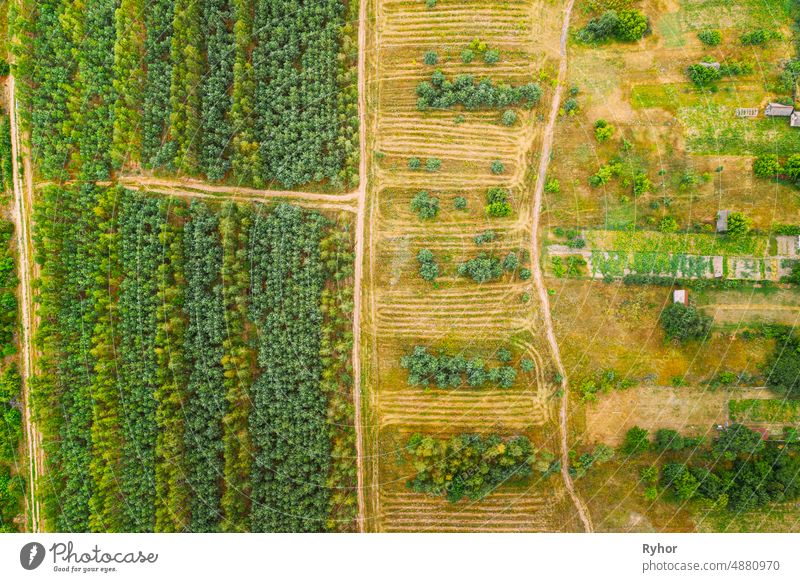 Aerial View Green Forest Deforestation Area Landscape. Top View Of New Young Growing Forest. European Nature From High Attitude In Summer Season abstract aerial