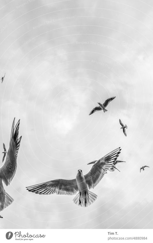 Seagulls flying over my head in Berlin Gull birds bnw b/w Middle Spree Flying Day Exterior shot Black & white photo Capital city Town Downtown Deserted