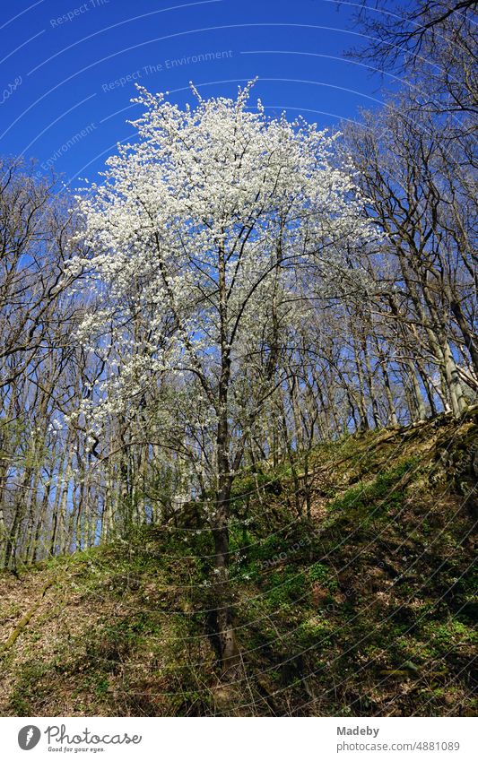 Flowering tree with white flowers against blue sky in spring sunshine in Krofdorfer forest in Wettenberg Krofdorf-Gleiberg near Giessen in Hesse Tree Nature