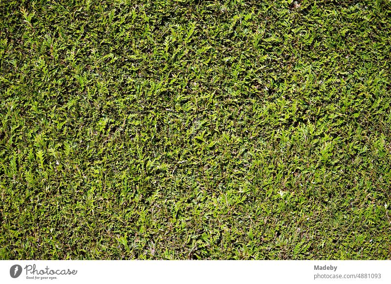 Green hedge in front of a garden in the countryside in spring sunshine in Wettenberg Krofdorf-Gleiberg near Giessen in Hesse, Germany Hedge bush ostrich Garden