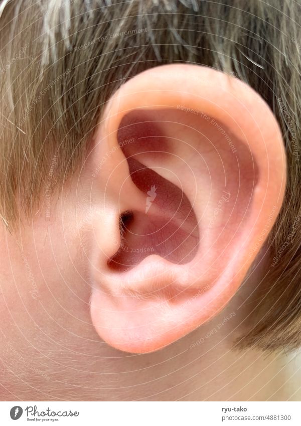Detail of an ear Ear Close-up Child naturally anatomically Skin Pink Listening Anatomy Infancy Macro (Extreme close-up) Ear lobe hair Watchfulness Delicate