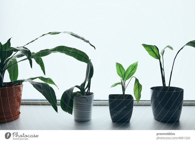 Plants in pots on windowsill. Green decoration. Caring for plants. Bright place white background leaf gardening green growing home potted growth houseplant