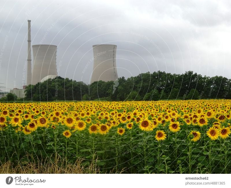 Sunflower field in front of the nuclear power plant in Grafenrheinfeld, Lower Franconia/Bavaria Sunflowers Nuclear Power Plant Bergrheinfeld NPP kkw Atoms
