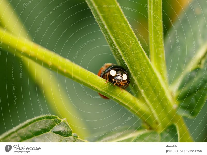 Ladybug has the view Ladybird Garden Nature Green Red points Spotted Leaf Beetle Insect Animal Close-up Summer Good luck charm Colour photo Exterior shot
