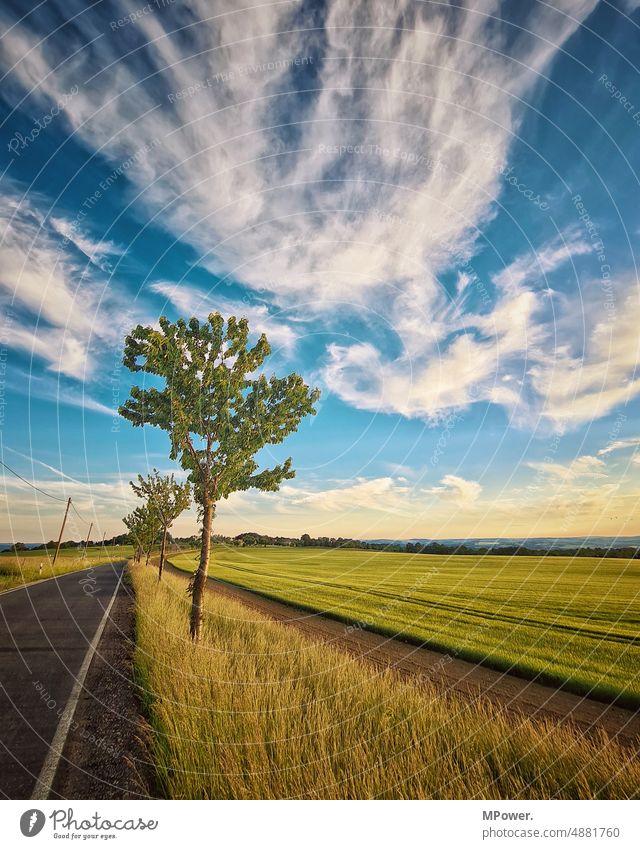 country road by the cornfield Country road Dusk Arable land Grain field Tree Wide angle Street Summer Exterior shot Sky Sunset Nature Deserted Landscape